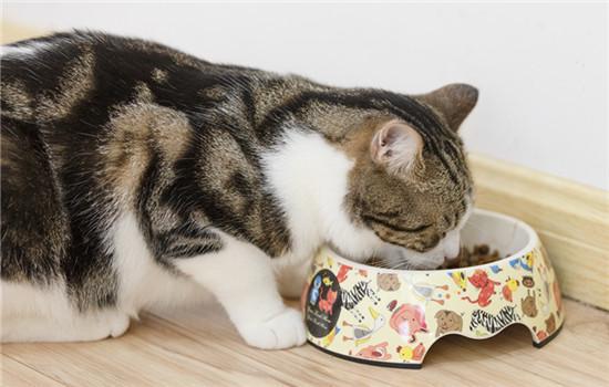 几？在猫咪排行榜上前20OG视讯黄狸猫的智商排第
